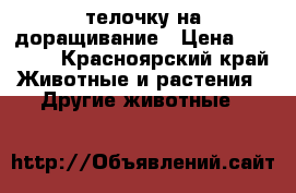 телочку на доращивание › Цена ­ 20 000 - Красноярский край Животные и растения » Другие животные   